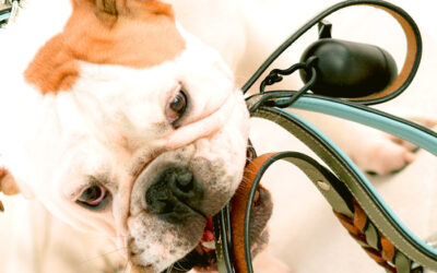 Natürliche Parasitenmittel für Hunde