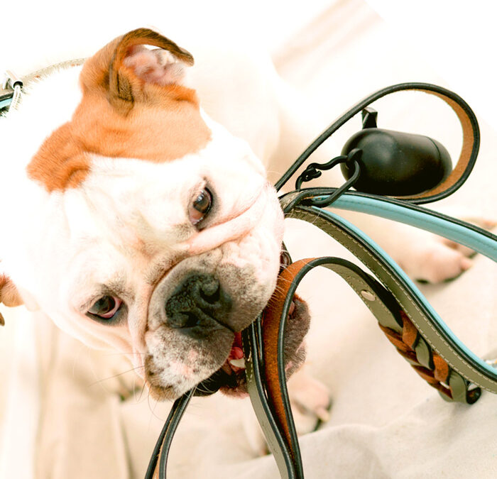 Natürliche Parasitenmittel für Hunde