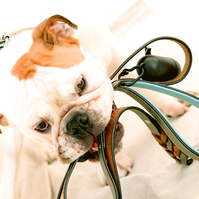 Natürliche Parasitenmittel für Hunde