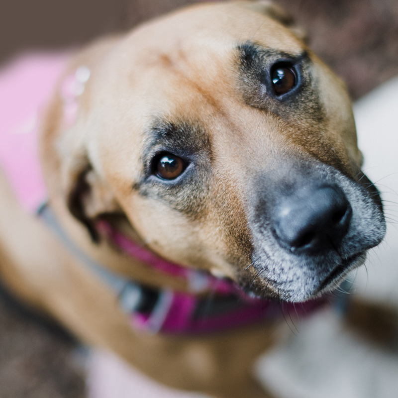 alte hunde begleiten