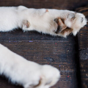 Gesunde Hunde mit Tierheilkunde