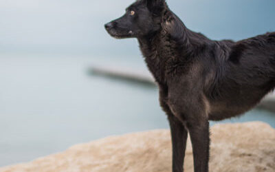 Altersschwäche beim Hund