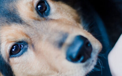 Alter Hund hustet und würgt