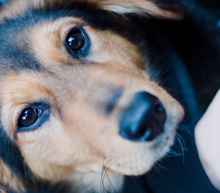 Alter Hund hustet und würgt