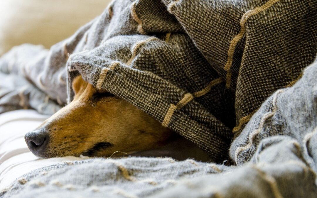 Arthrose beim Hund: Sanfte Hilfe, Hausmittel & Naturheilkunde