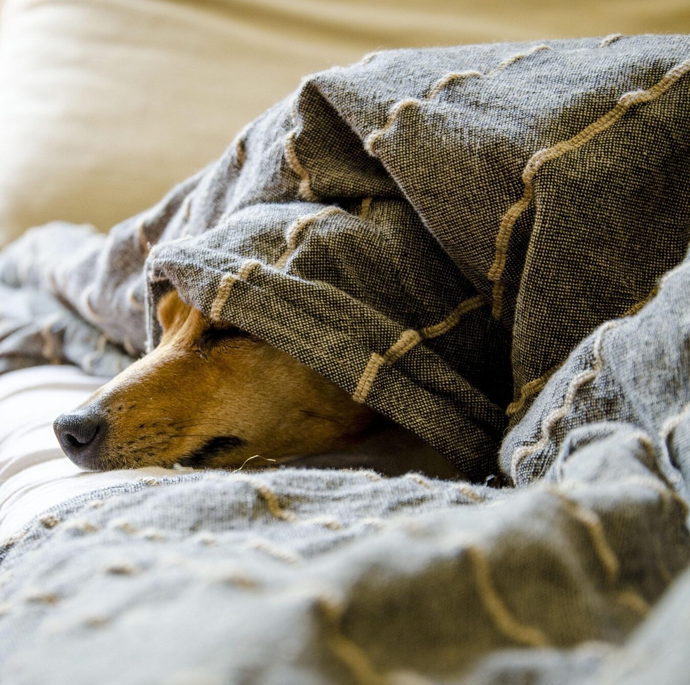 Alter Hund im Bett