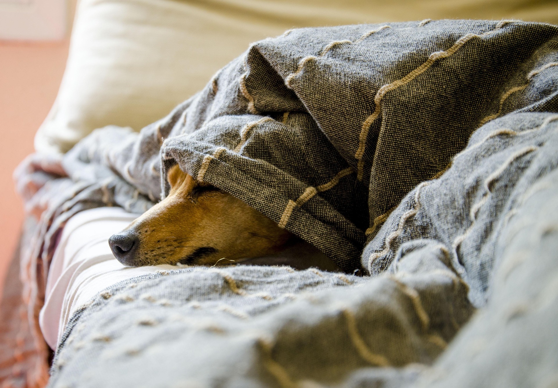 hund im bett