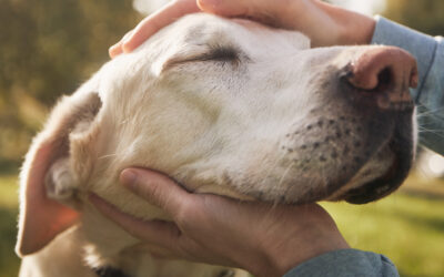 Die richtige Ernährung für alte Hunde