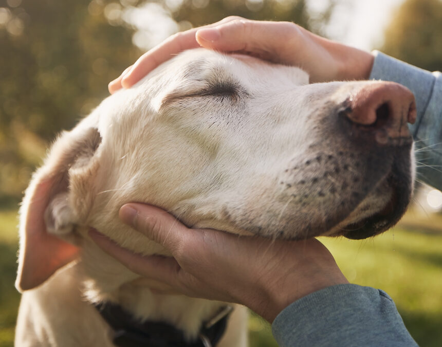 Die richtige Ernährung für alte Hunde