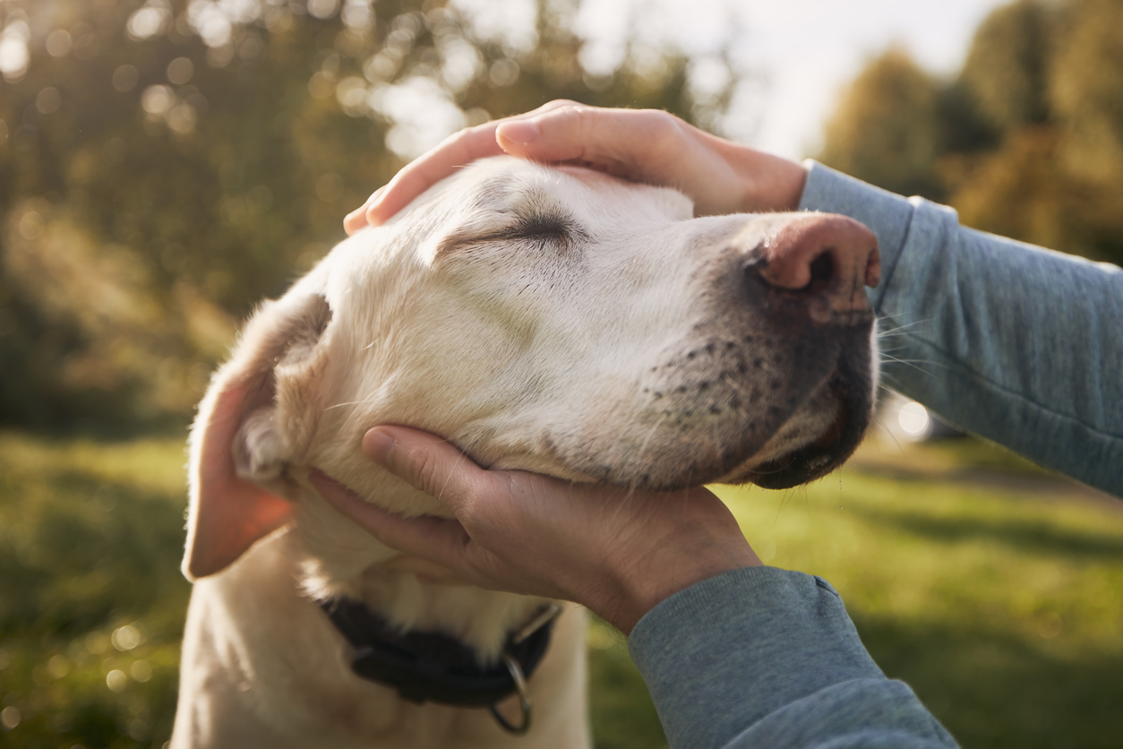 man stroking his old dog
