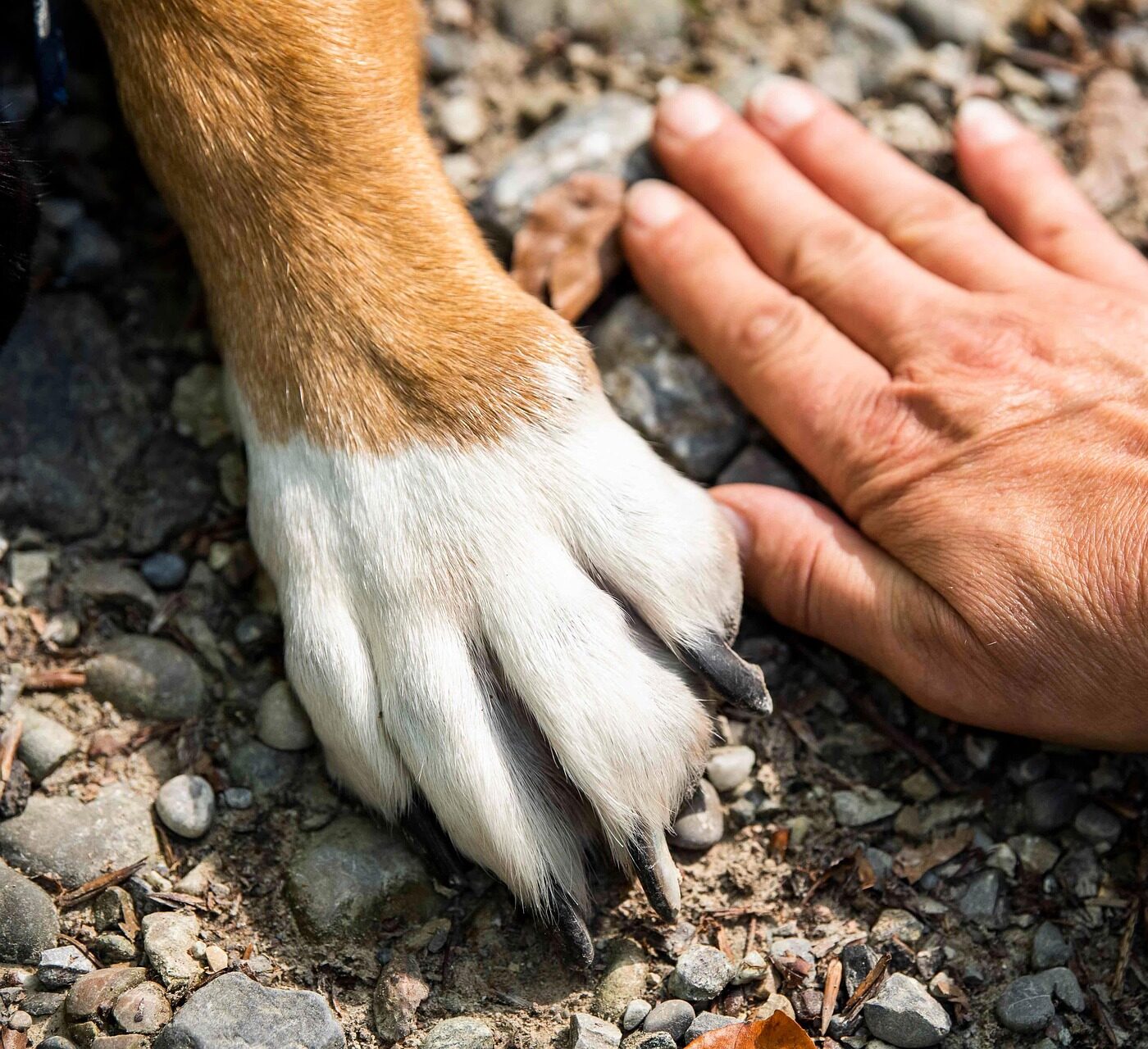pfote und hand