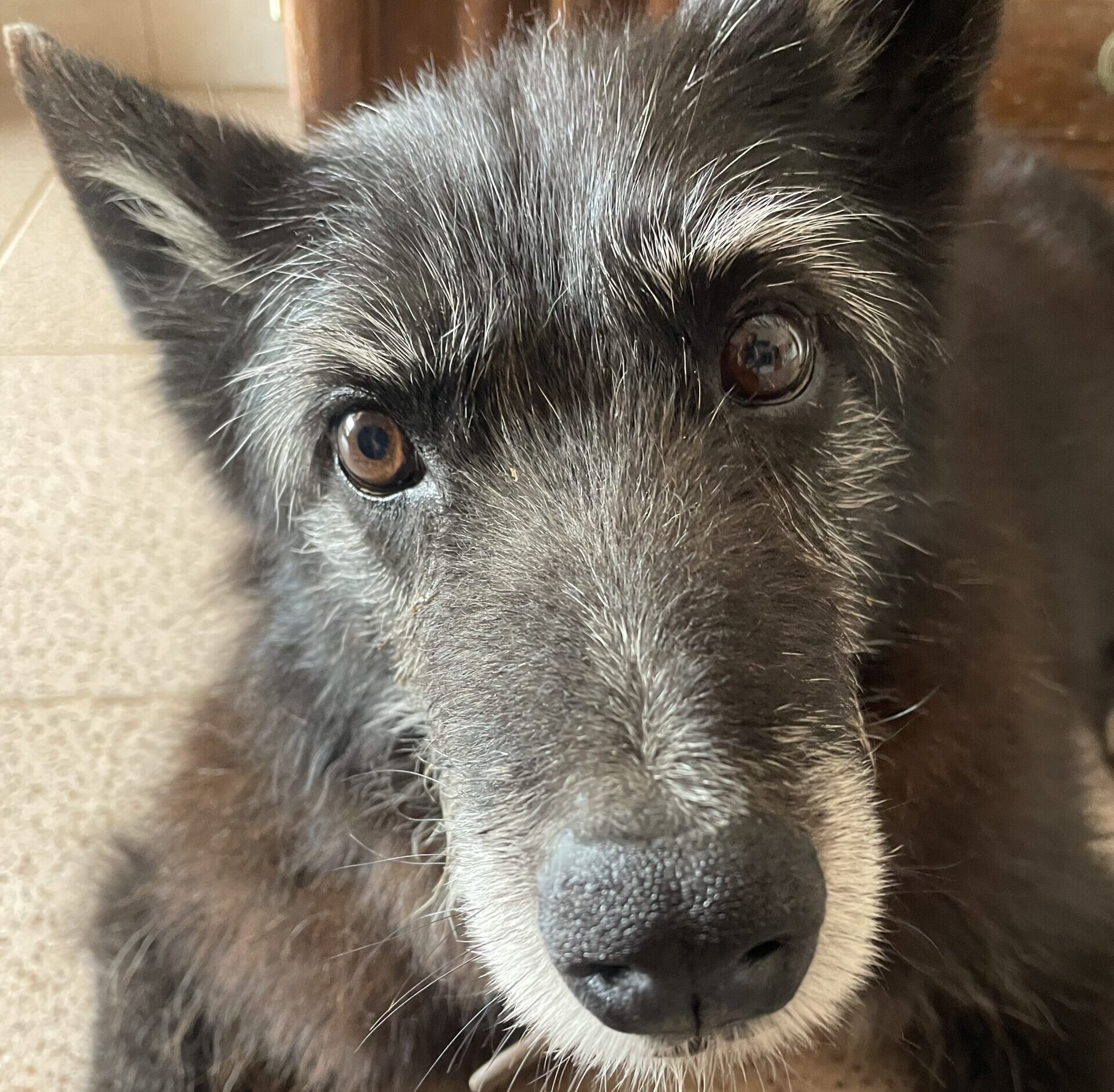 Alternder, glücklicher Hundesenior