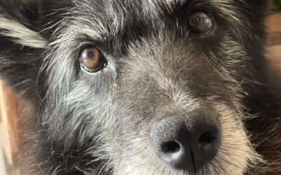 Hund kratzt sich ständig