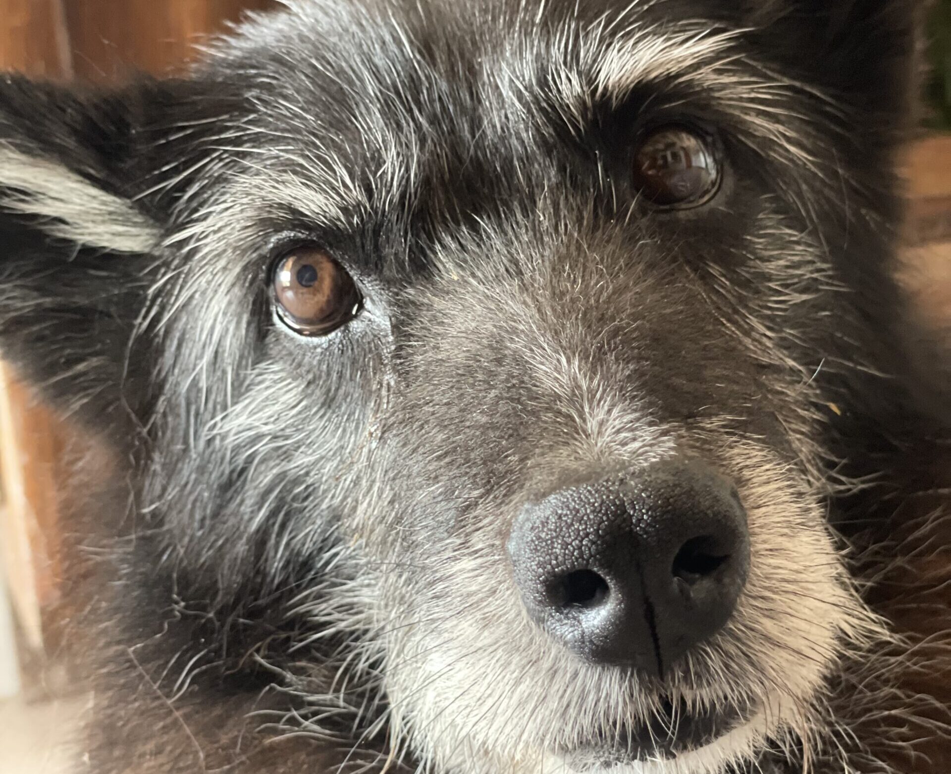 seniorenhund wisi glücklich und fit Hundegesundheit ist kein Zufall