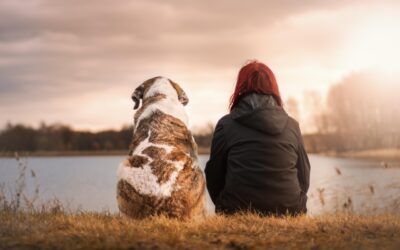 Übergewicht beim Hund