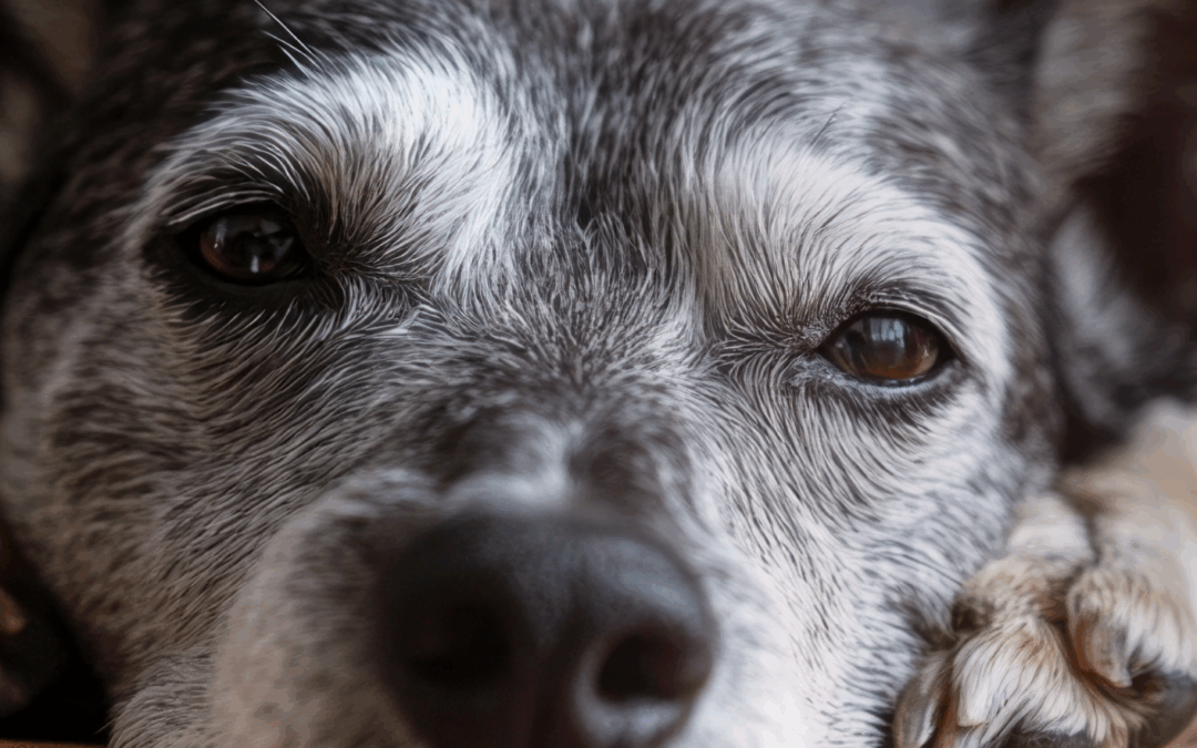 Hund im Alter: So schenkst du deinem Seniorhund Gesundheit, Freude und Nähe – auch mit kleinem Budget