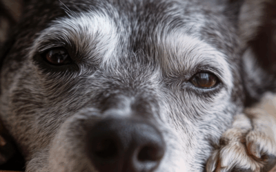 Hund im Alter: So schenkst du deinem Seniorhund Gesundheit, Freude und Nähe – auch mit kleinem Budget