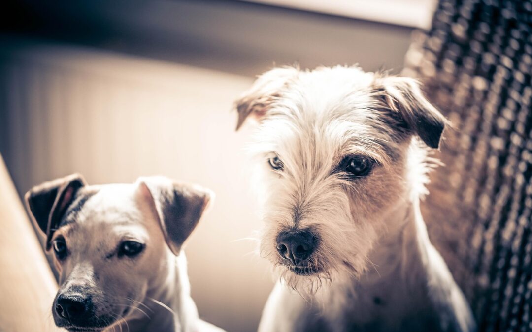 Parasitenmittel und Nebenwirkungen beim Hund