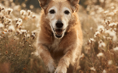 Magendrehung beim Hund: Warum Ernährung entscheidend ist