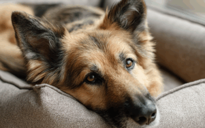 Alter Hund ist unruhig und wechselt ständig den Platz