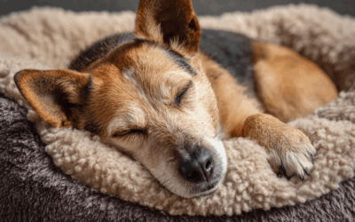 Seniorhund Gesundheit: Graue Schnauze, klare Fakten – so bleibt dein Seniorhund fit