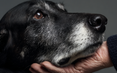 Das beste Futter für alte Hunde