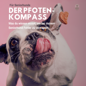Was du wissen musst, um bei deinem Seniorhund Fehler zu vermeiden