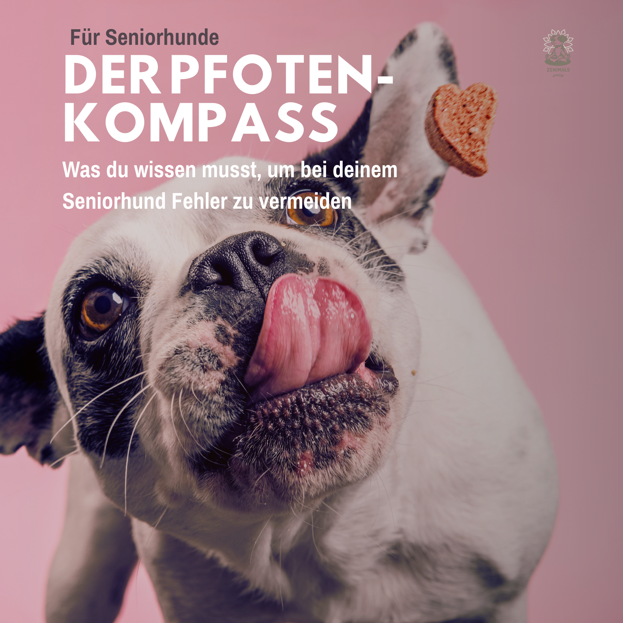 Was du wissen musst, um bei deinem Seniorhund Fehler zu vermeiden