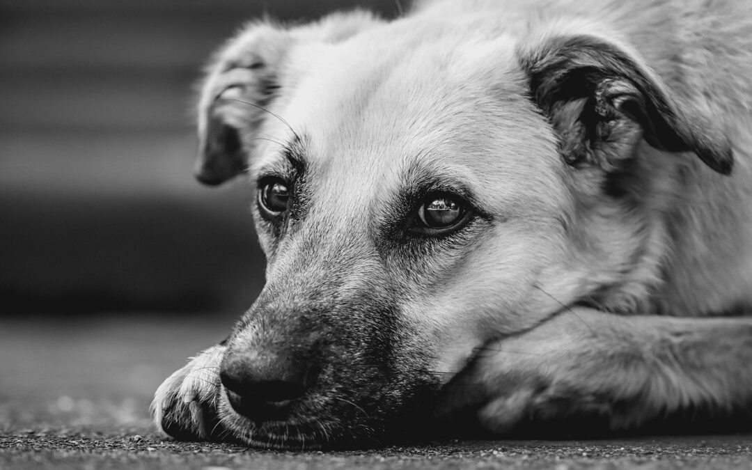 Seniorhund Futter – was dein alter Hund jetzt wirklich braucht