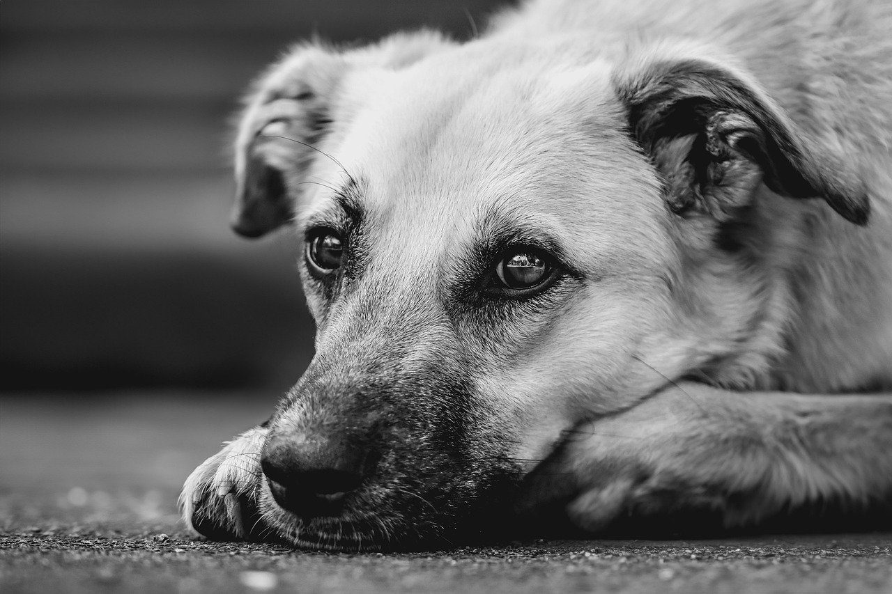 seniorhund futter ist wichtig seniorhund futter ist wichtig für die Gesundheit