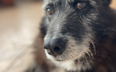 Darmprobleme beim Hund