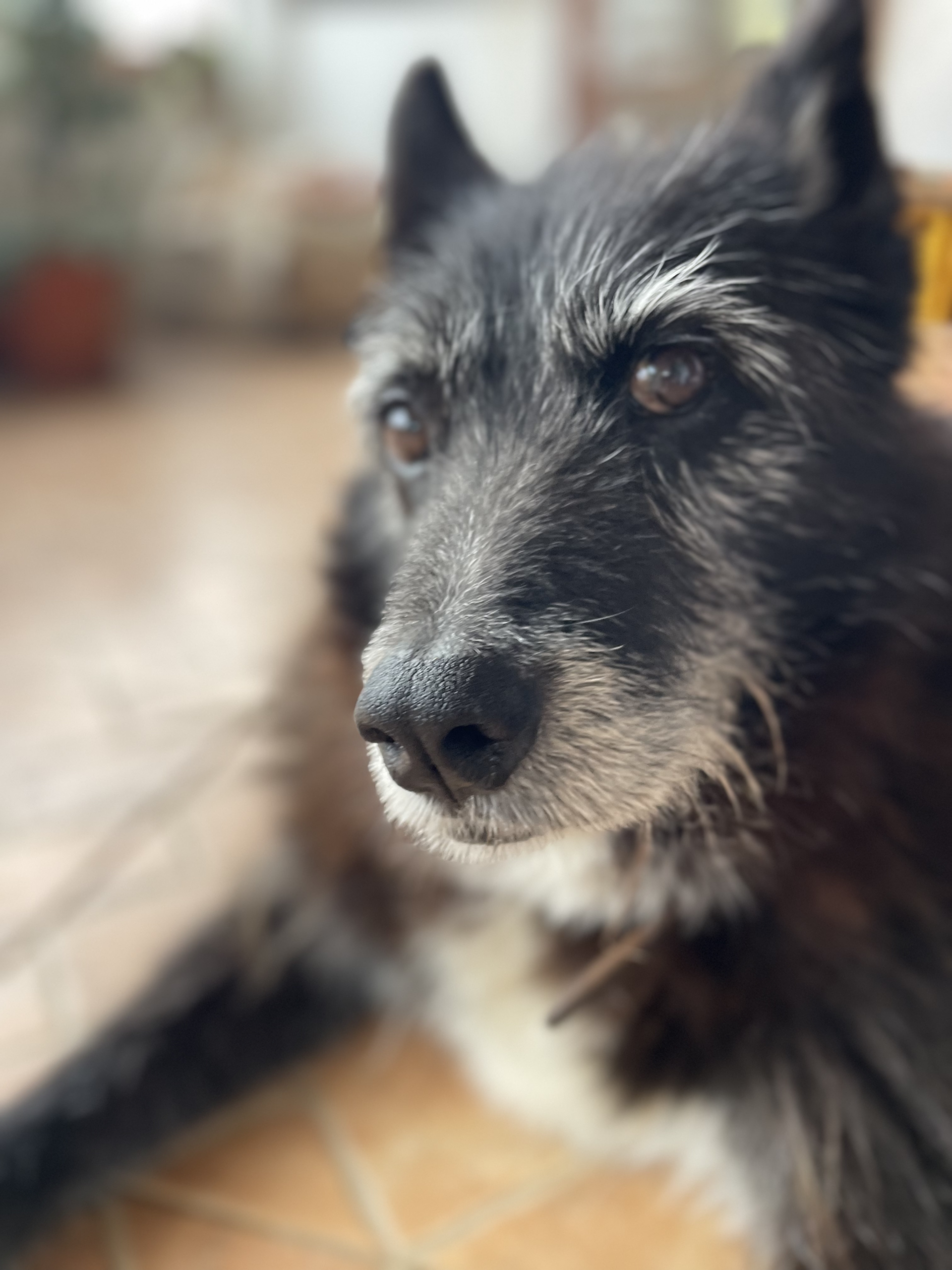 Darm-Alarm beim Hund