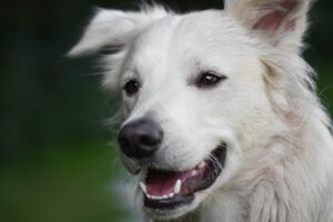 Gesunde Hunde mit Tierheilkunde