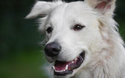 Immunsystem Hund stärken