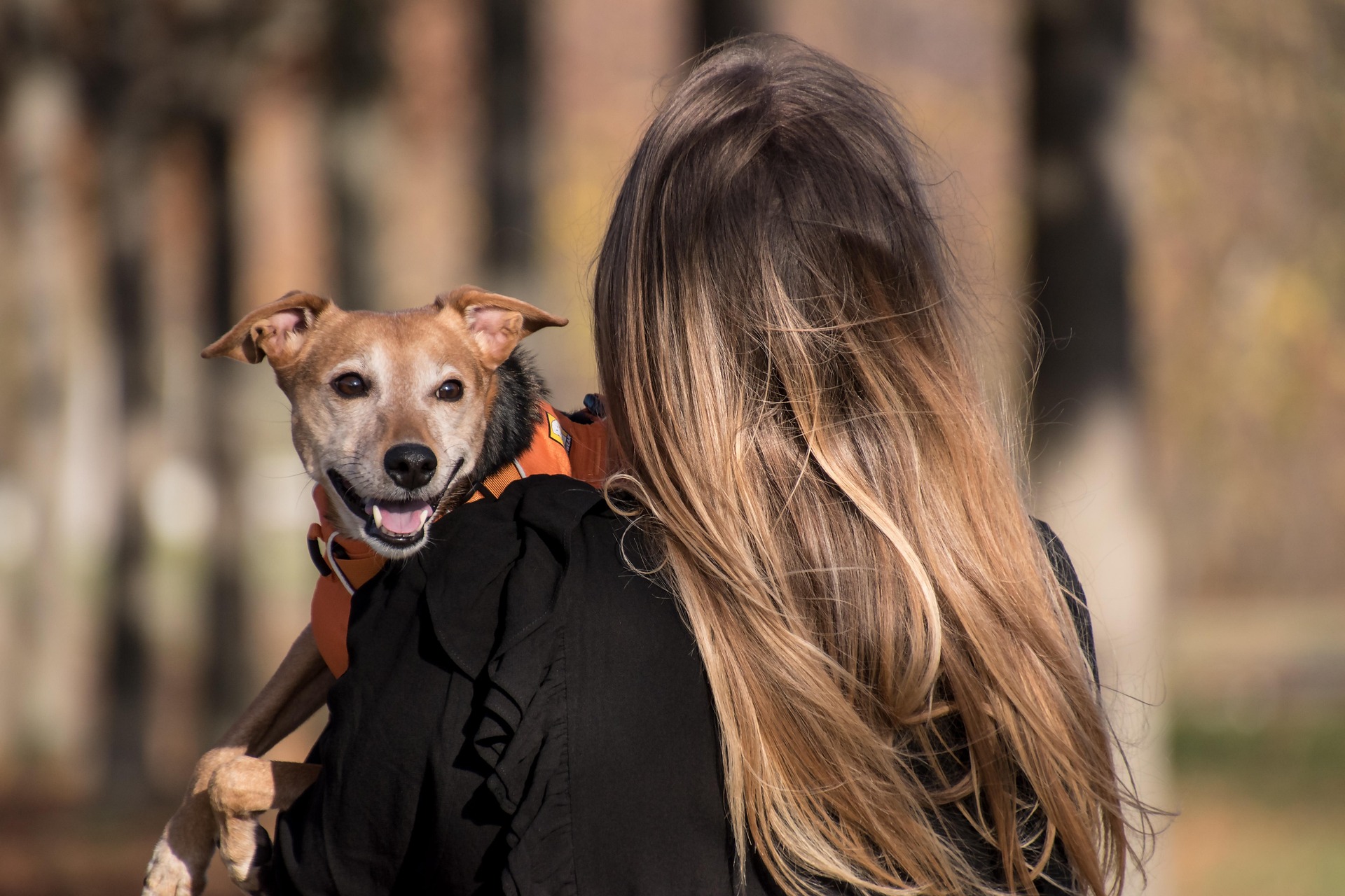 Impfungen beim Hund 