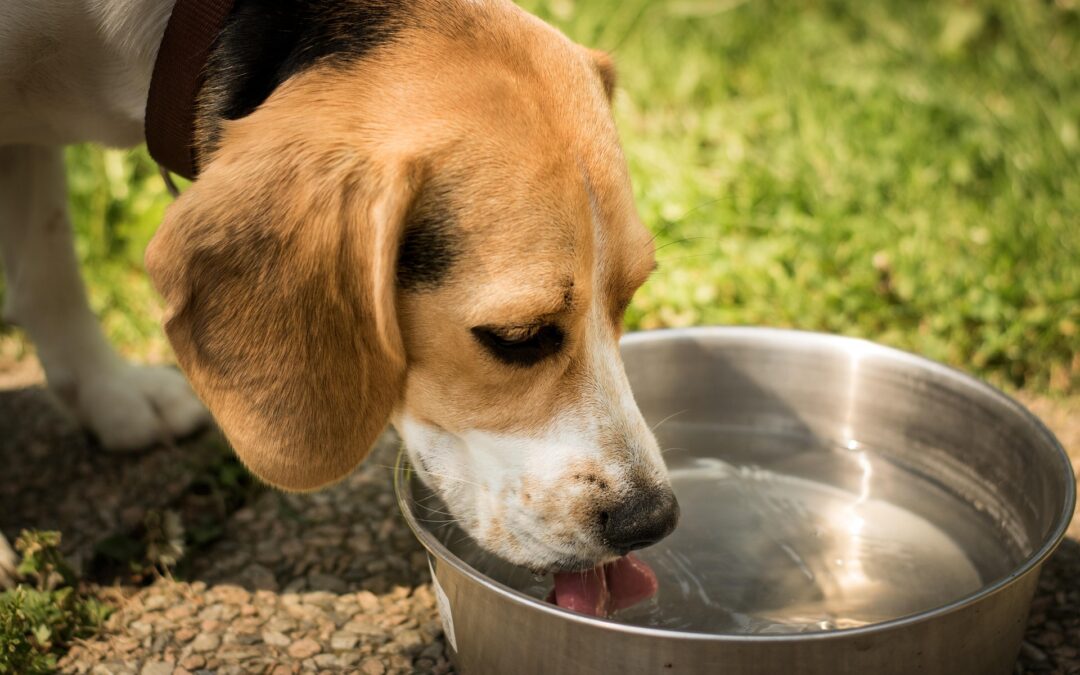 Hund trinkt viel