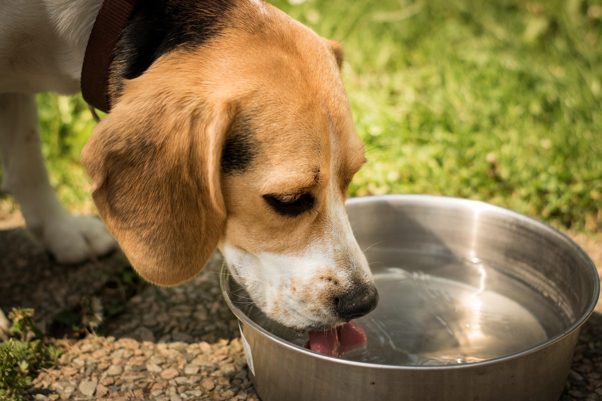 Gesunde Hunde mit Tierheilkunde