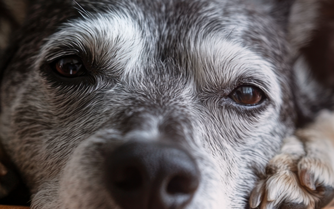 Grasmilben beim Hund