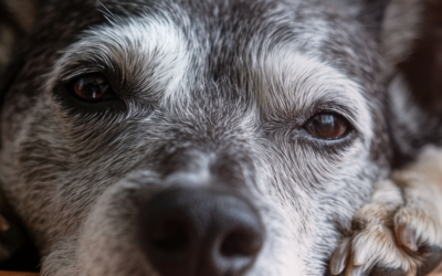 Grasmilben beim Hund