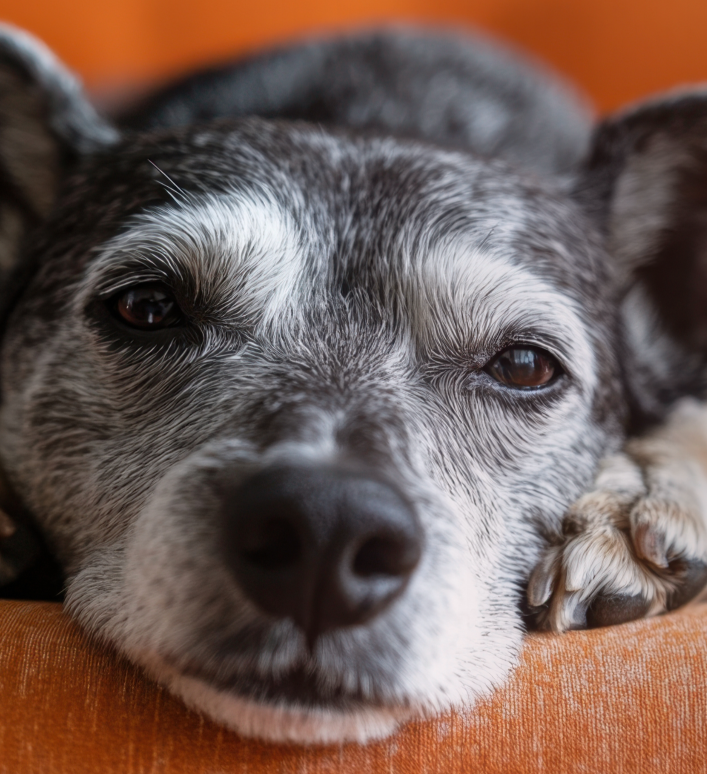 Grasmilben beim Hund