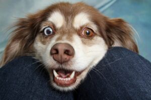 Mit dem Hund im Urlaub