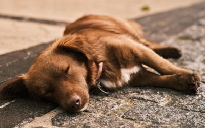 Reiseapotheke Hund