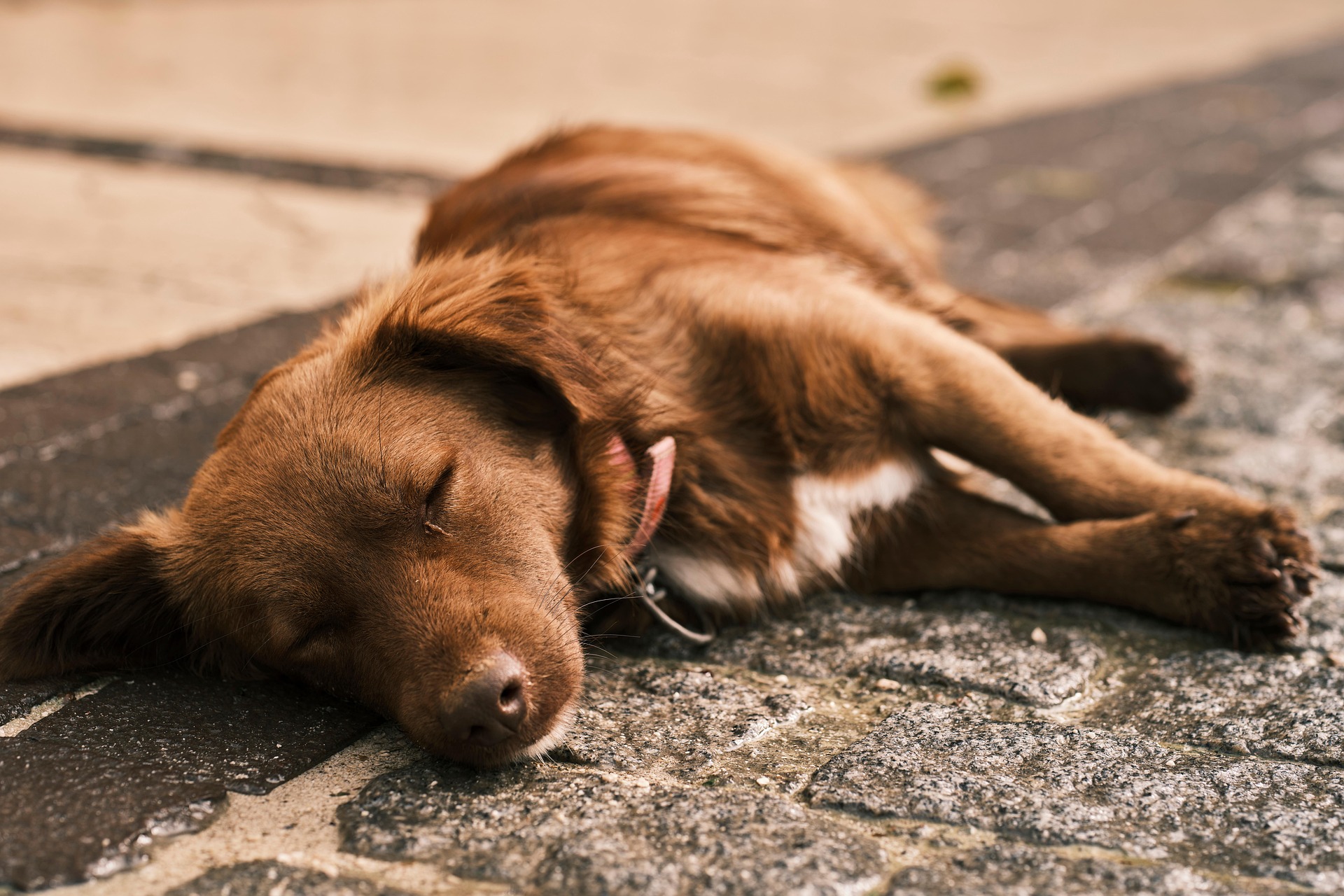 reiseapotheke für hunde