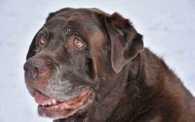 Notfall Hund: Wann du nicht mehr abwarten solltest