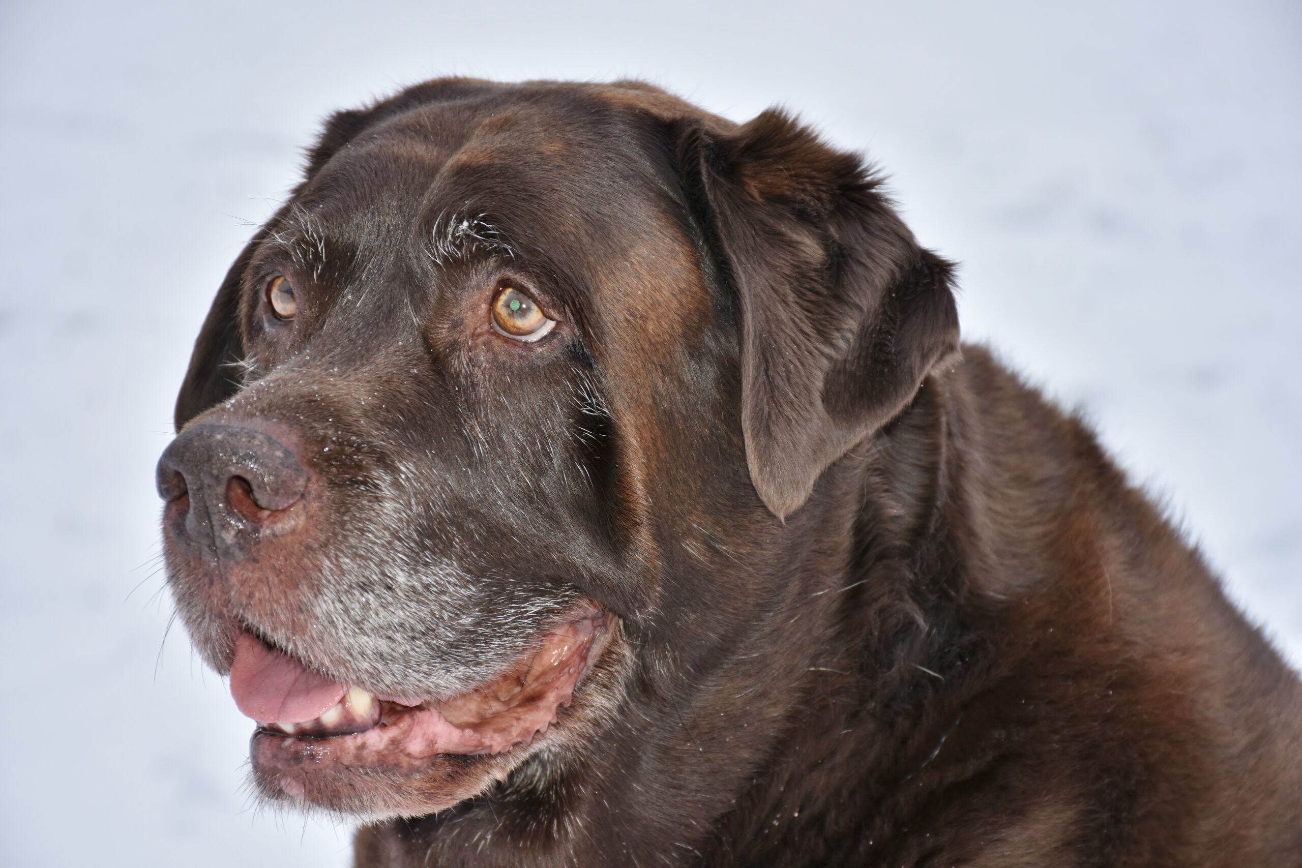notfall beim hund